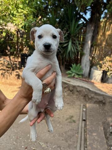 Cute Cattle Pups! Snickers