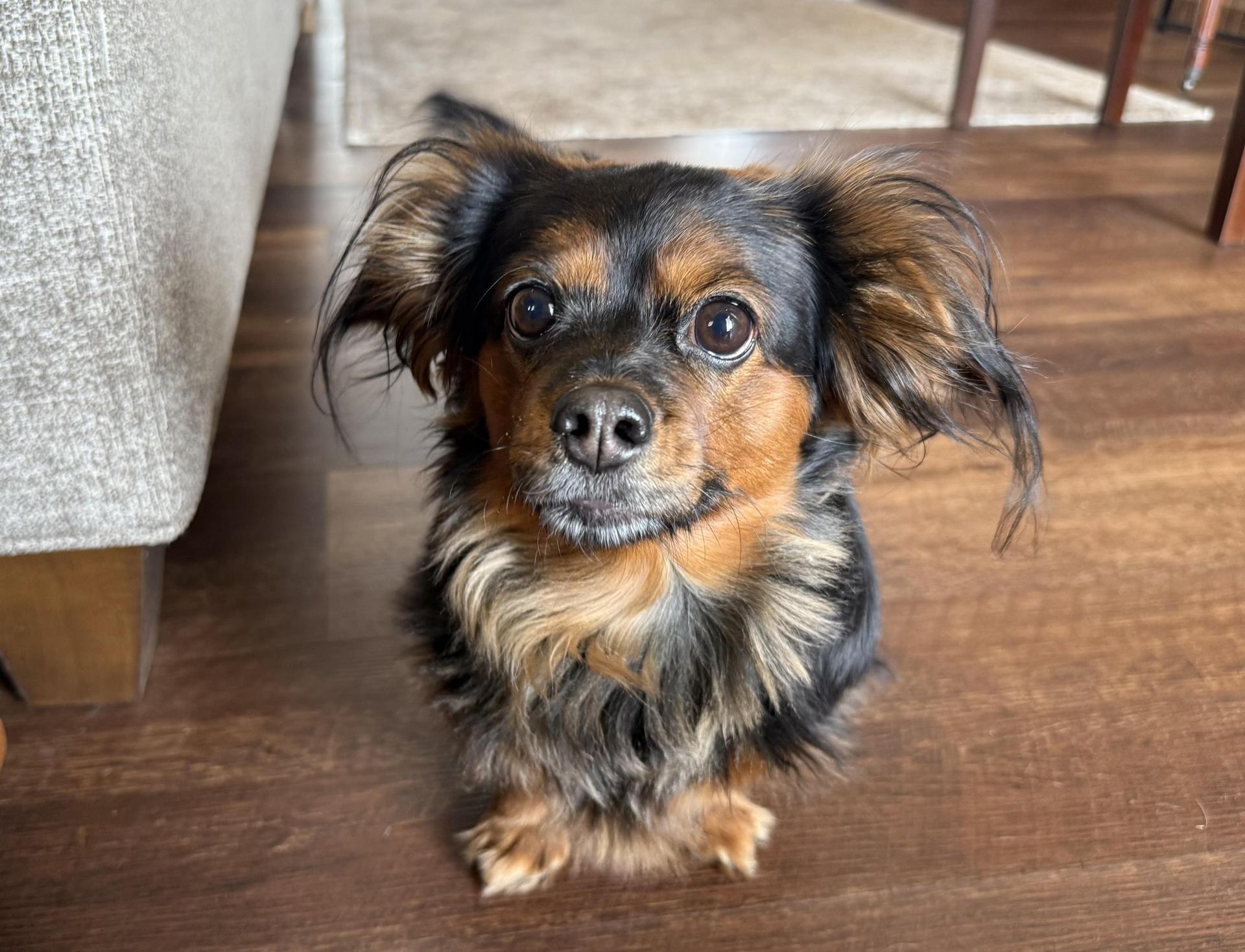 An adult small-sized female Cavalier King Charles Spaniel dog named Bunny for adoption in Chalfont, PA