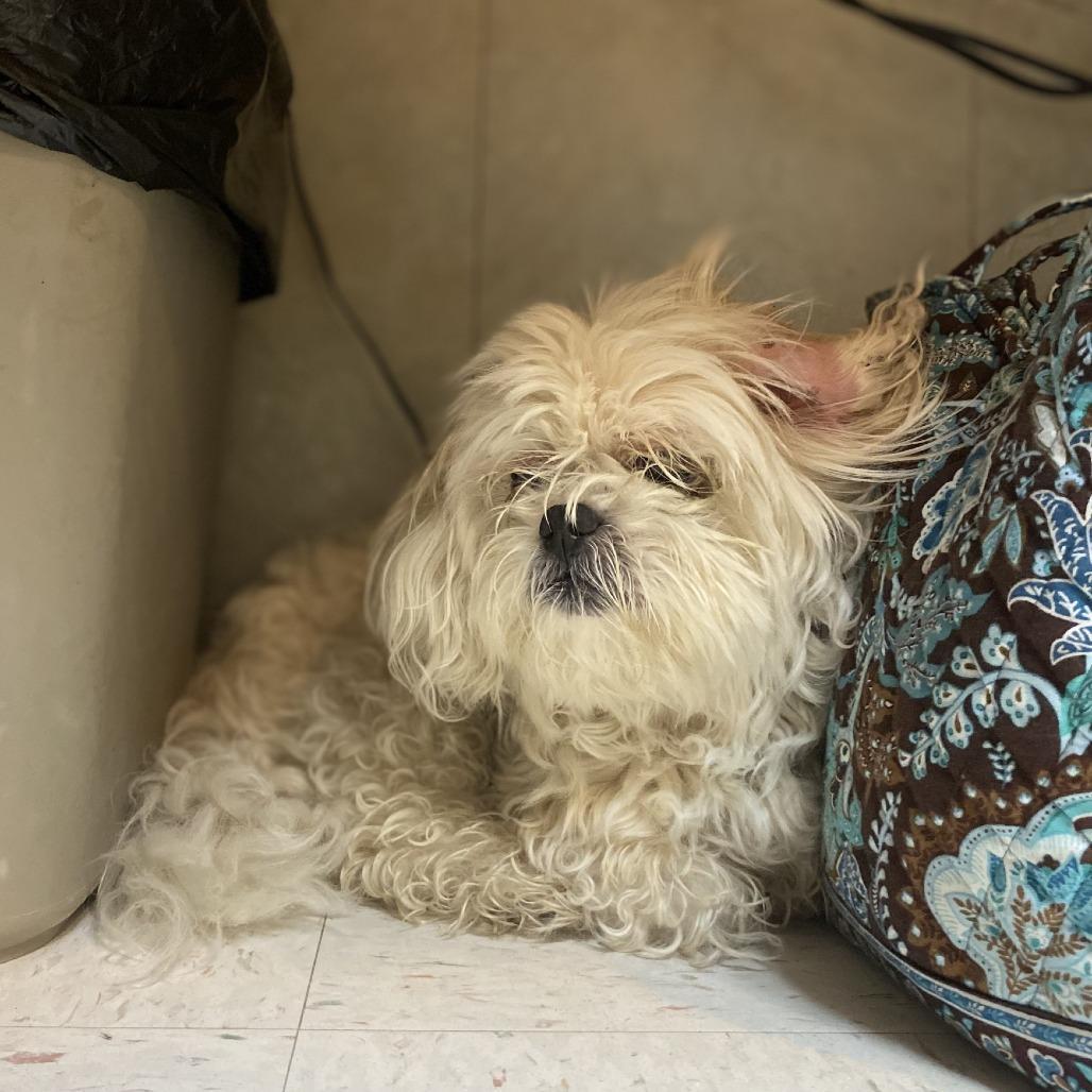 An adult small-sized female White / Cream Shih Tzu dog named Shirley Temple for adoption in Vineland, NJ