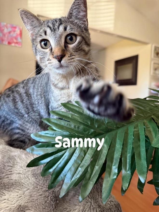 Sammy