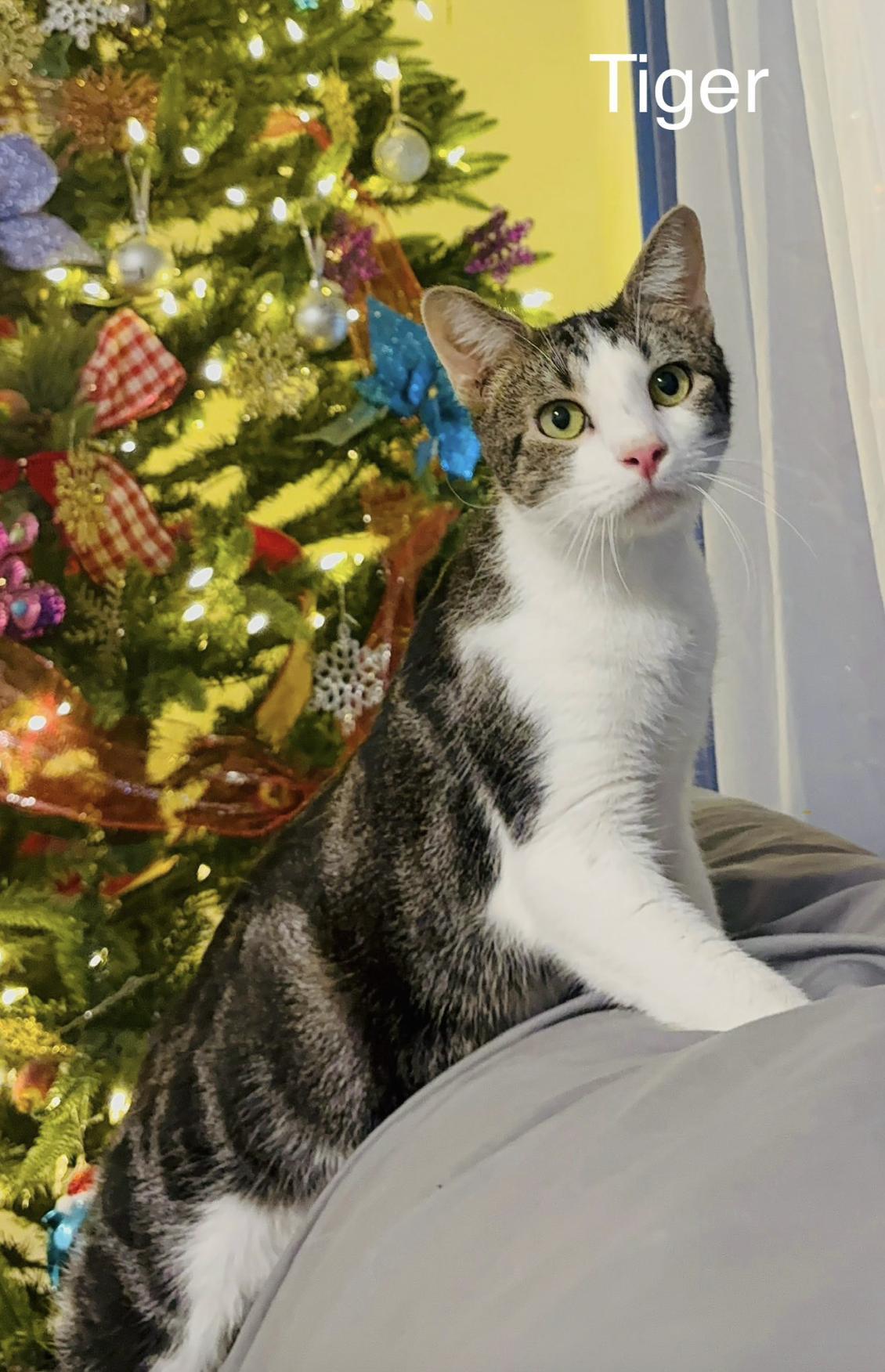 A young small-sized male Domestic Short Hair cat named Tiger for adoption in Allen, TX