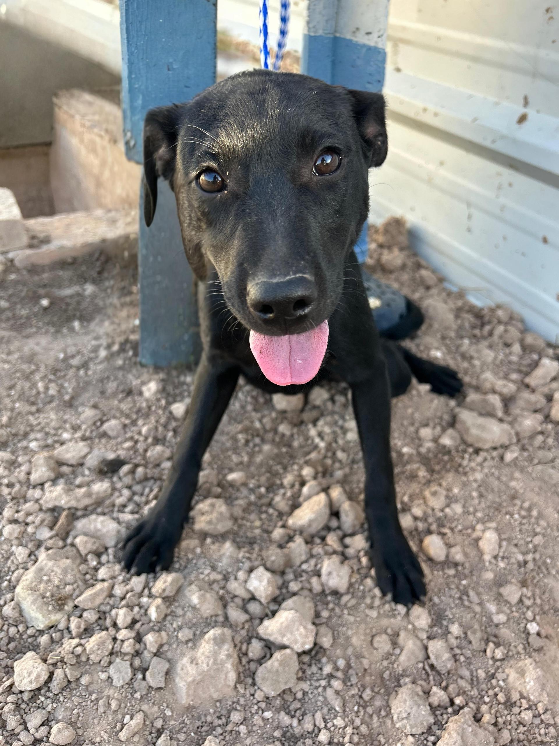 A baby medium-sized female Labrador Retriever dog named Daphne for adoption in Harlingen, TX