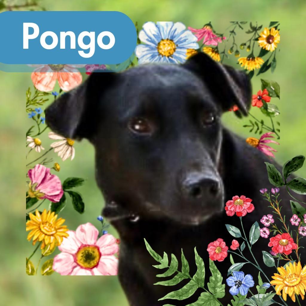 Pongo