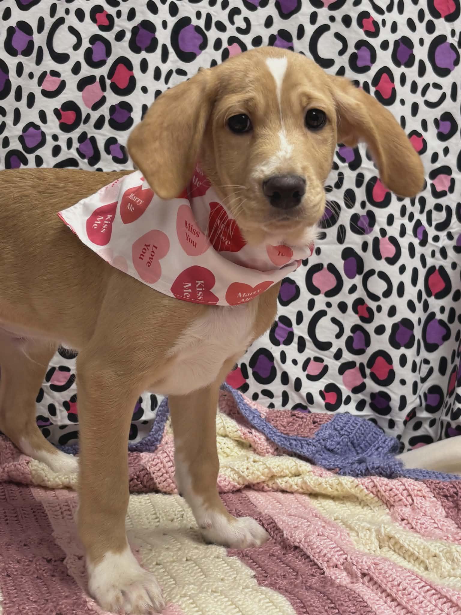 Bruno The Basset Puppy!