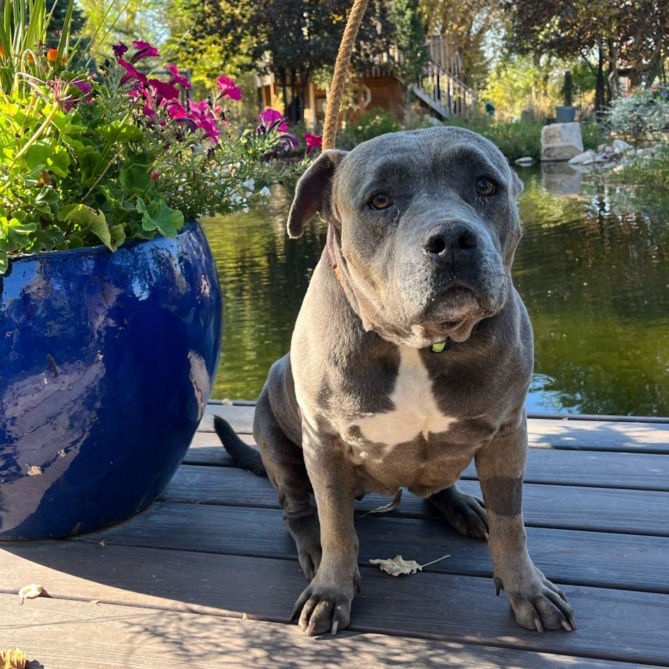A senior medium-sized female Pit Bull Terrier dog named Tessa for adoption in Burbank, CA
