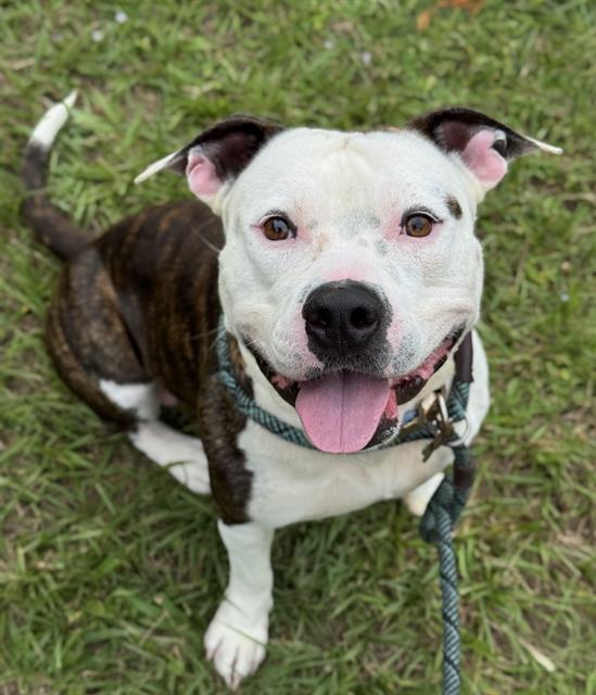 An adult large-sized male American Staffordshire Terrier dog named Blue for adoption in Fort Lauderdale, FL