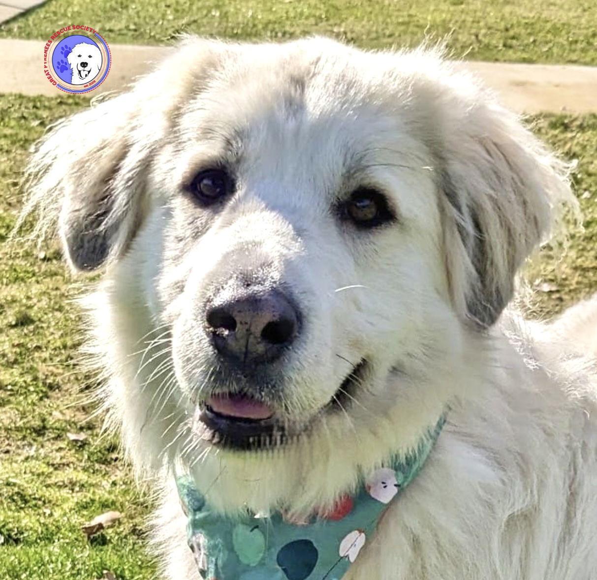 An adult large-sized female White / Cream Great Pyrenees dog named Izzy for adoption in Spring, TX