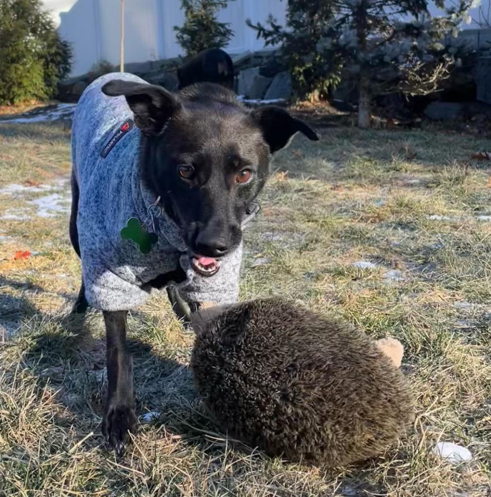 Reina Paragould Local