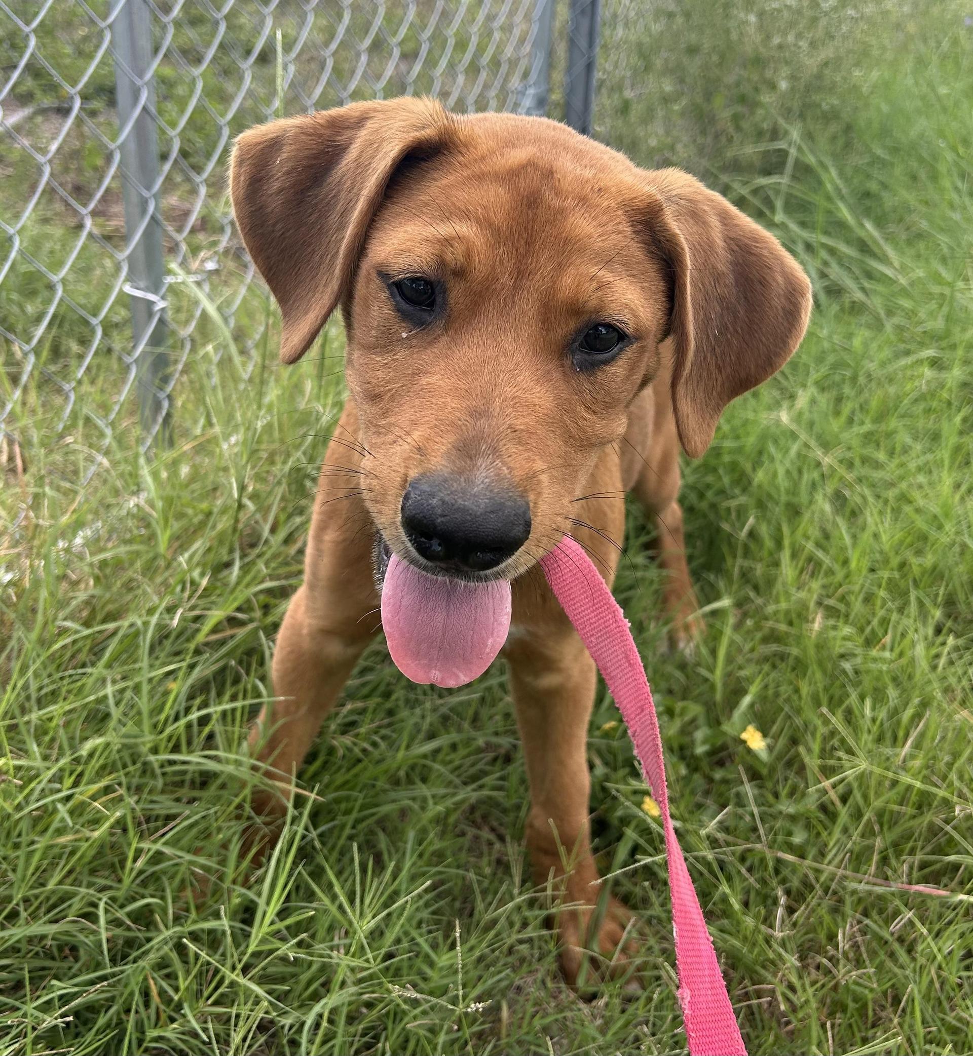 A baby medium-sized male Redbone Coonhound dog named Carl for adoption in Harlingen, TX