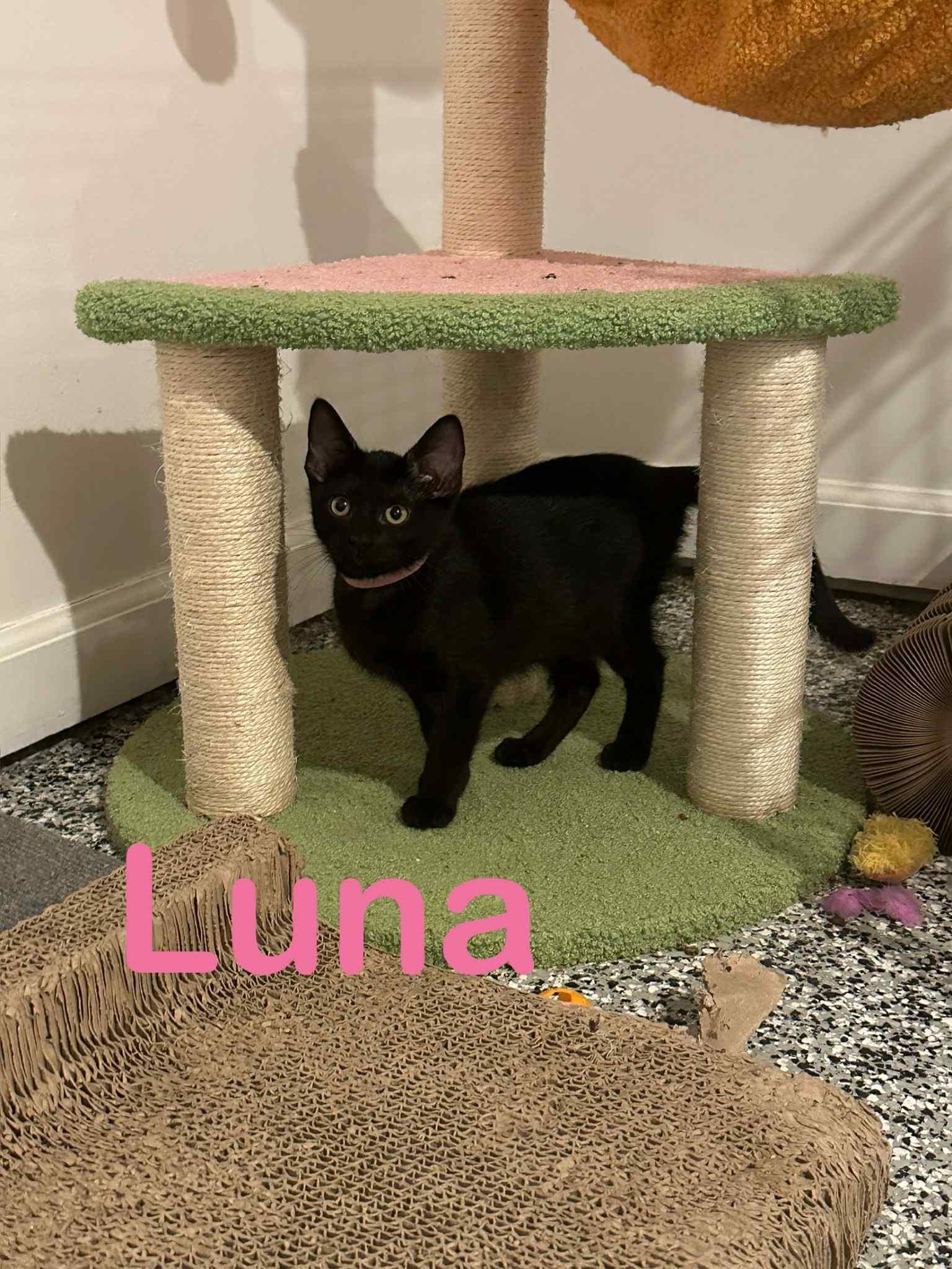 Luna