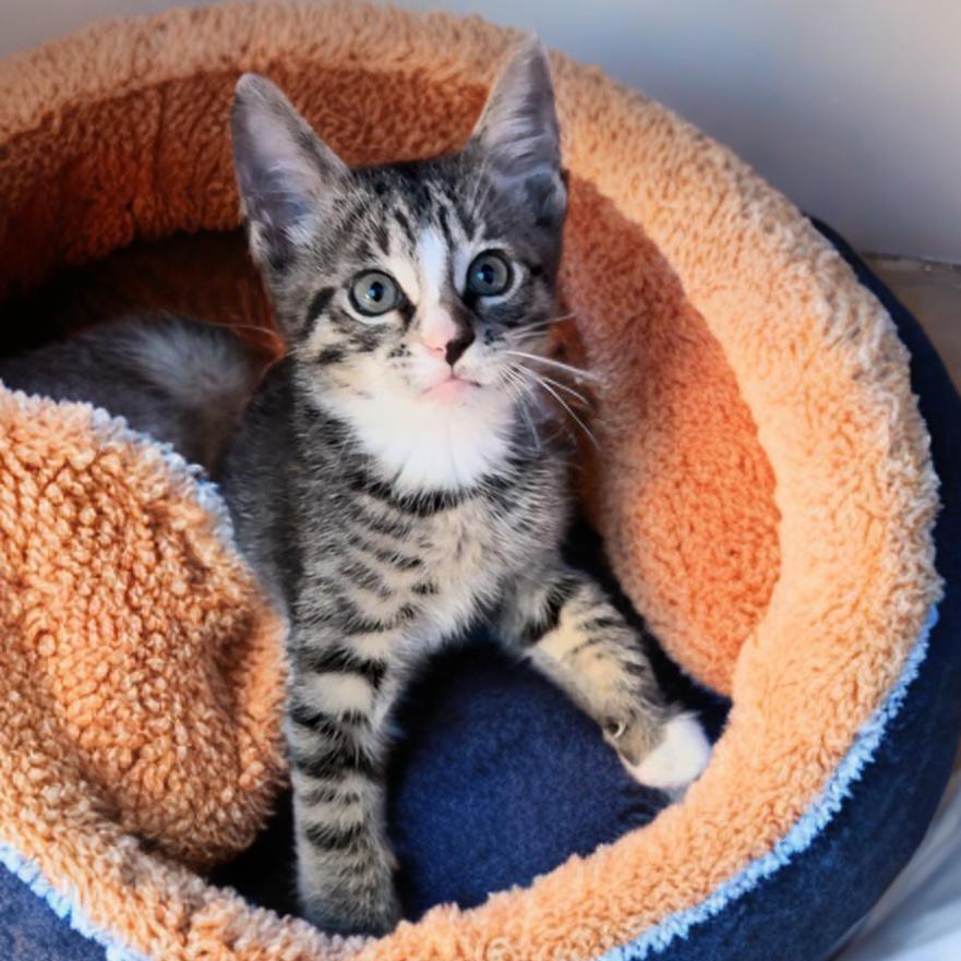 A baby small-sized male Tabby (Tiger Striped) Tabby cat named Killian for adoption in Miami, FL