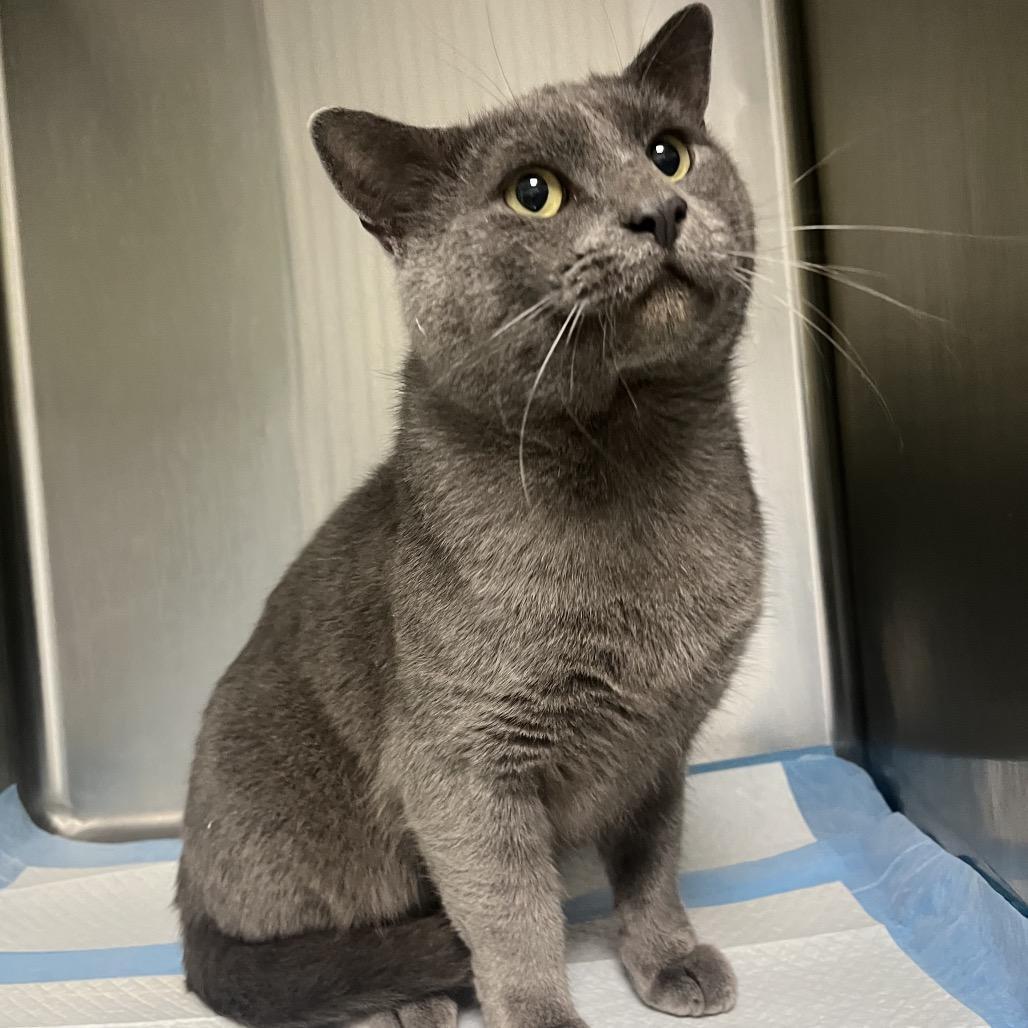 An adult large-sized male Gray / Blue / Silver Domestic Short Hair cat named Pilgrim for adoption in Columbiana, AL