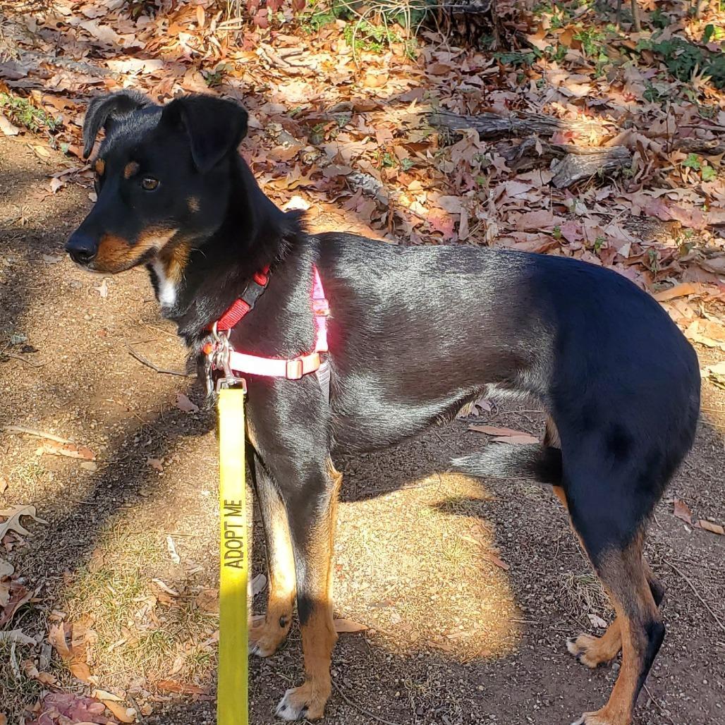 Carly Fka Rottiecatahoula Pups: