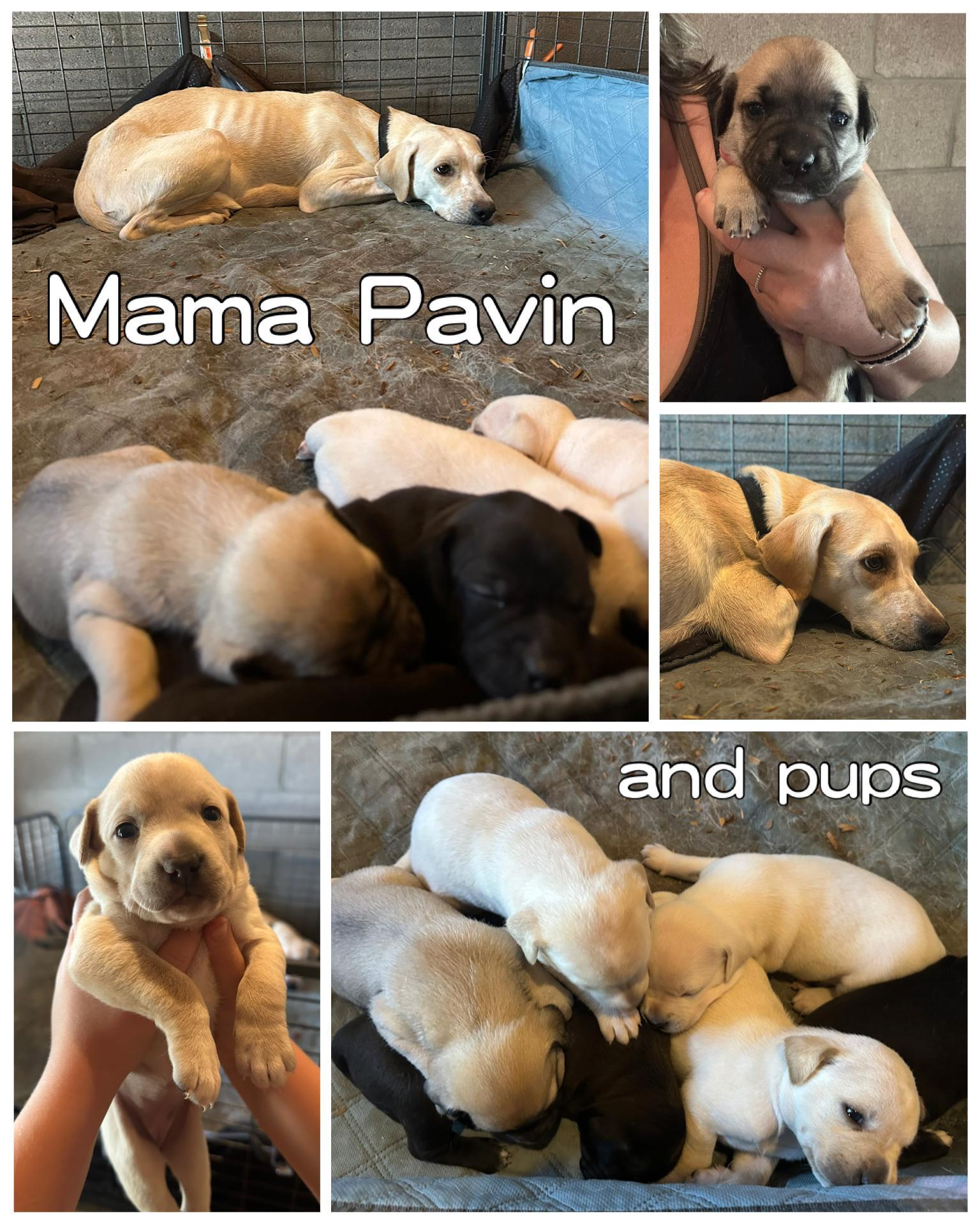 Pavin's Litter