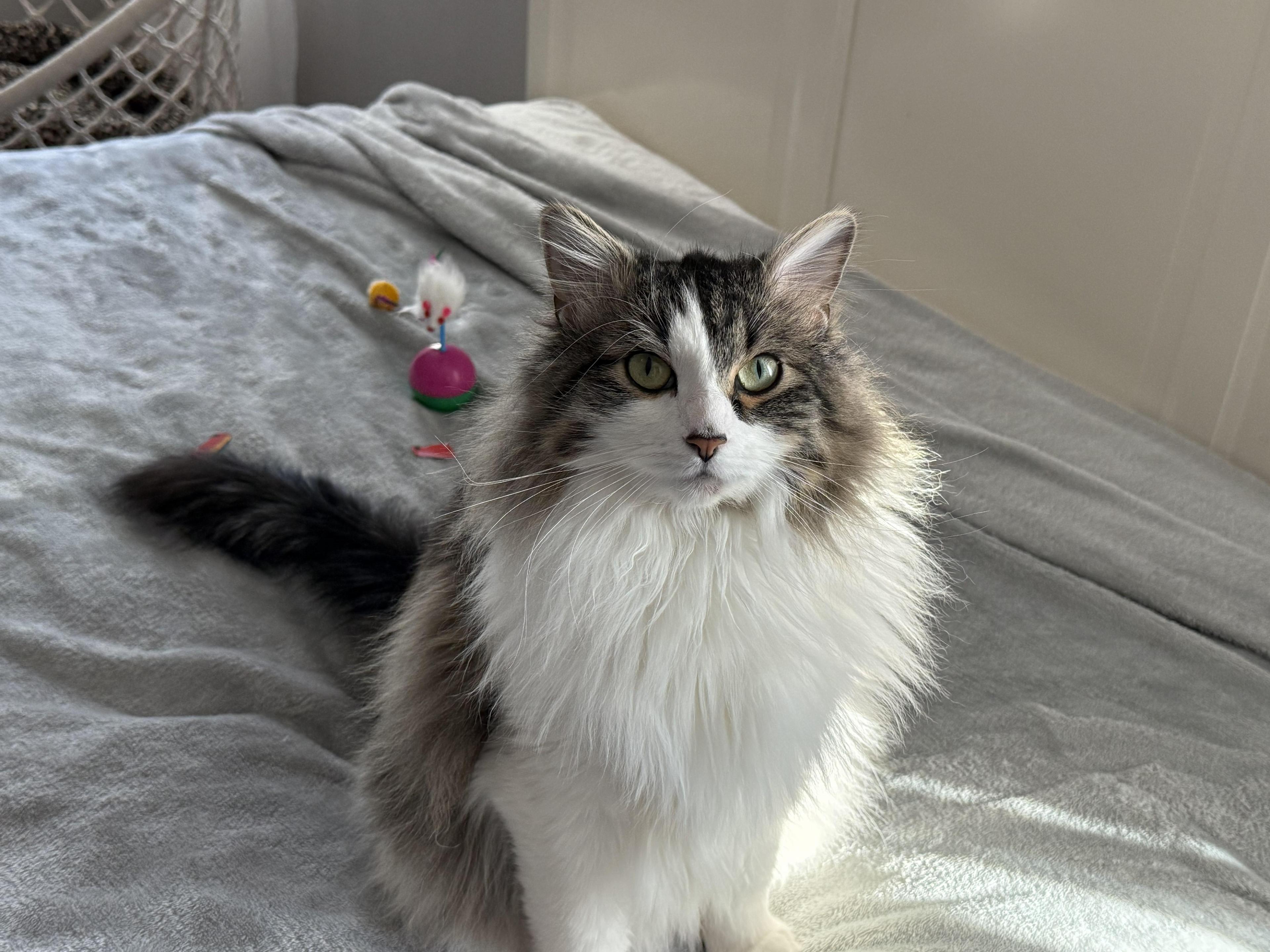 Gatsby & Missy Bonded