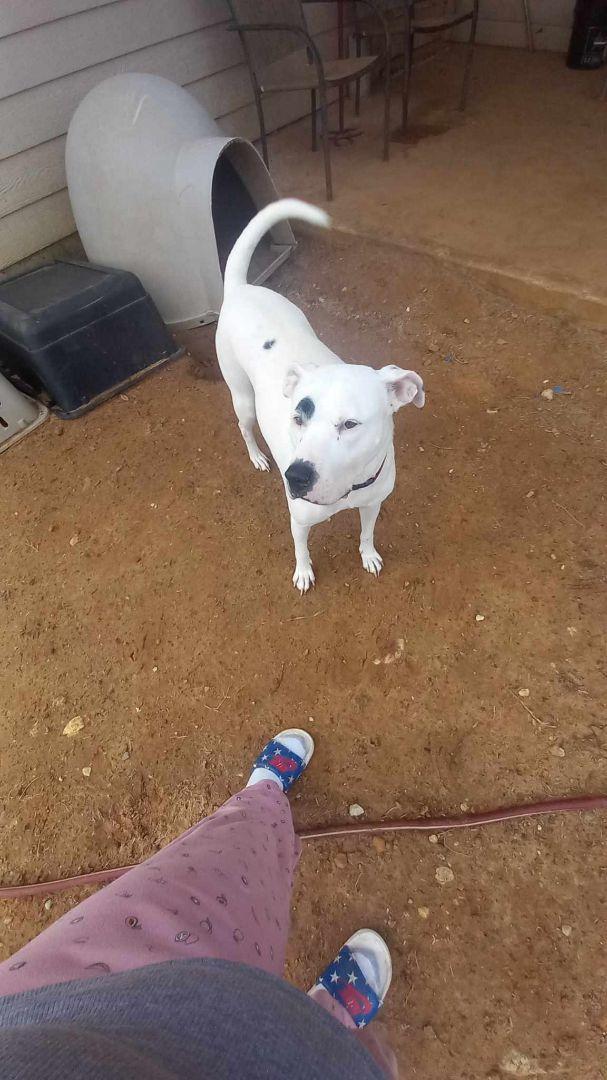 An adult large-sized female White / Cream Boxer dog named Ruger for adoption in Joshua, TX