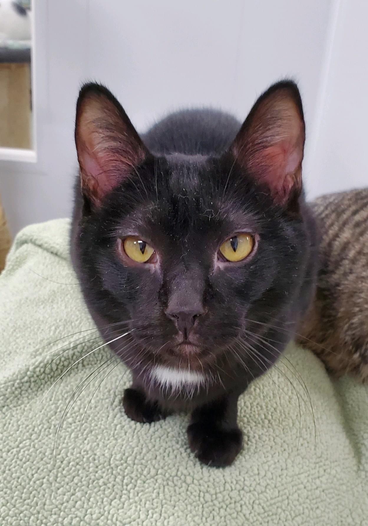 An adult medium-sized male Black Domestic Short Hair cat named Oscar Bonded With for adoption in Richland Center, WI