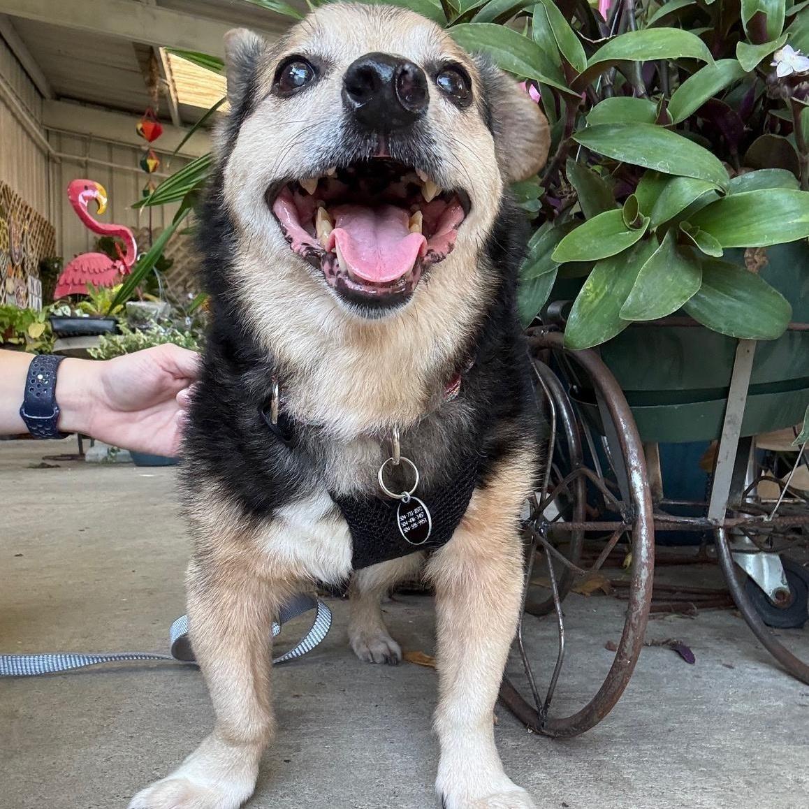 A senior small-sized male Black Beagle dog named Stanley for adoption in Jefferson, LA