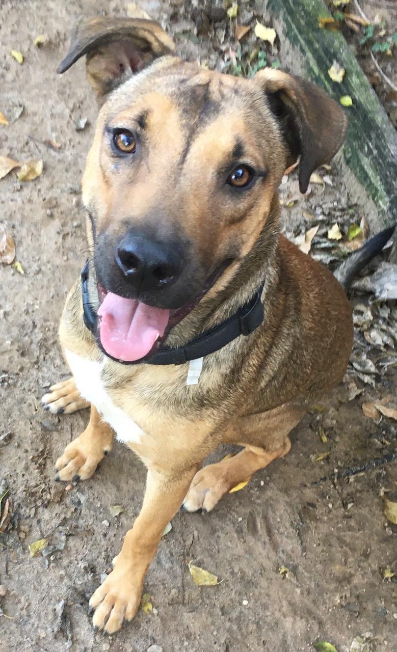 Brittany Super Smart!