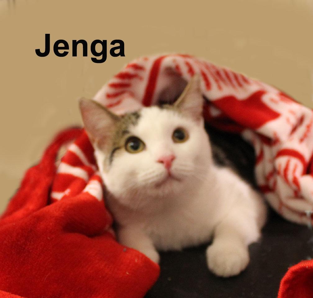 Jenga Steck. photo 1