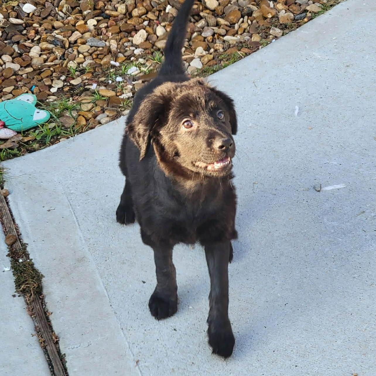 A baby large-sized female Black Great Pyrenees dog named Charlotte for adoption in Conroe, TX