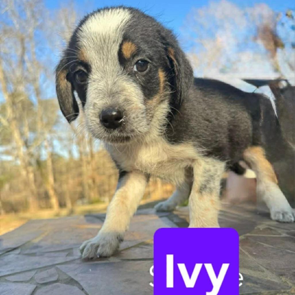 A baby medium-sized female Black Mixed Breed dog named Ivy for adoption in Alexandria, VA