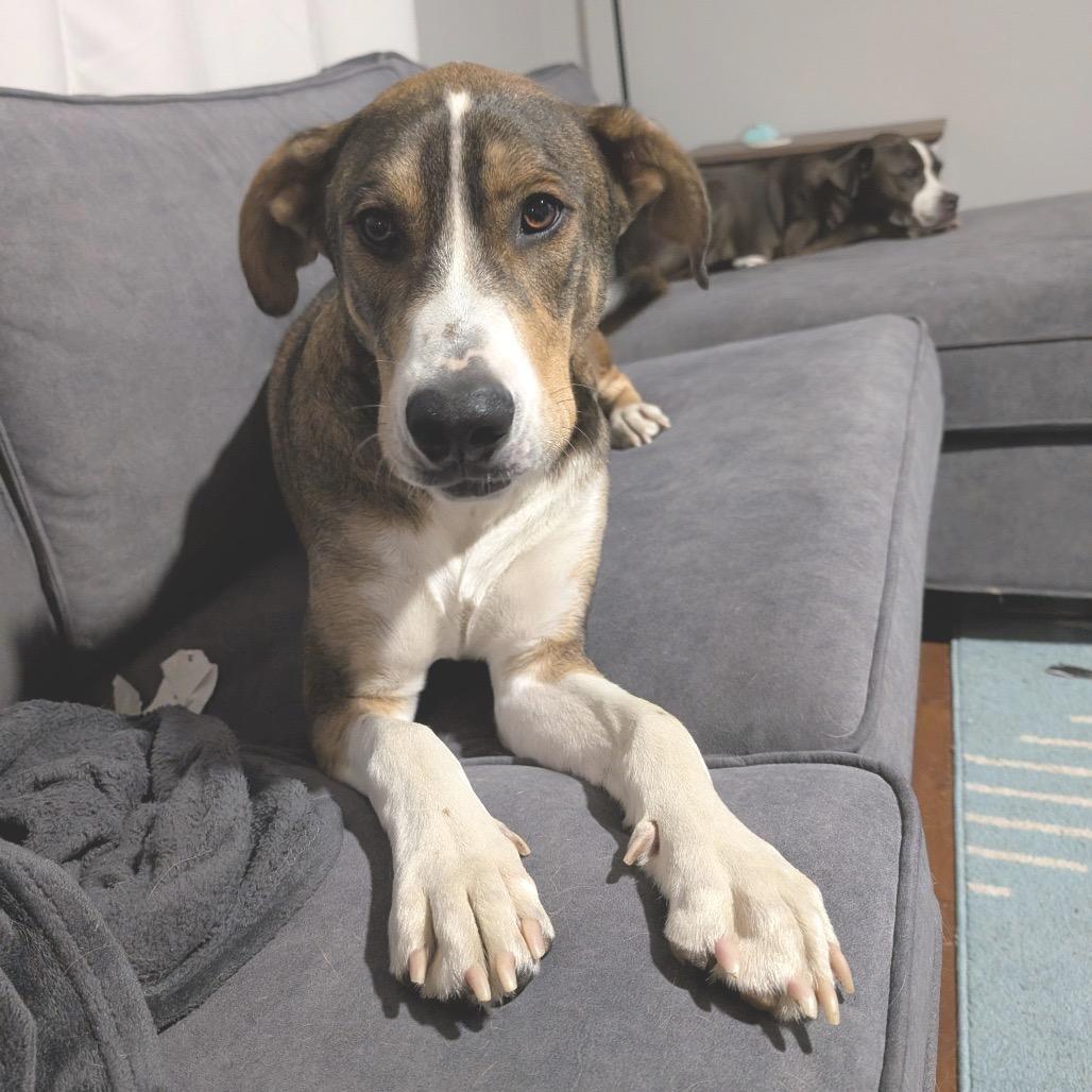 An adult large-sized male Brown / Chocolate Mixed Breed dog named Woody for adoption in Alexandria, VA