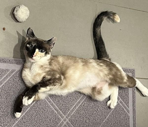 An adult medium-sized female Domestic Short Hair cat named Two Face for adoption in El Cajon, CA