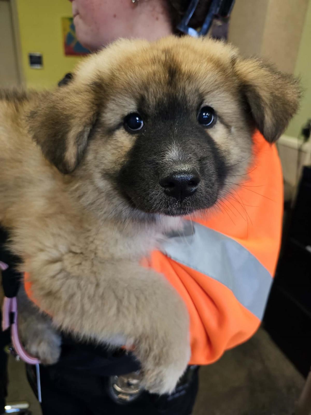 Found Stray: Yogi Pawerra photo 1