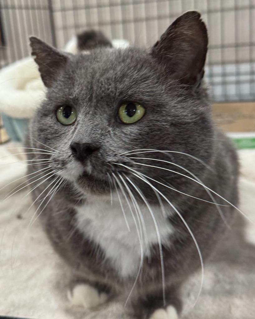 An adult large-sized male Gray & White Domestic Short Hair cat named Bobarino Chow Hound for adoption in Grand Rapids, MI