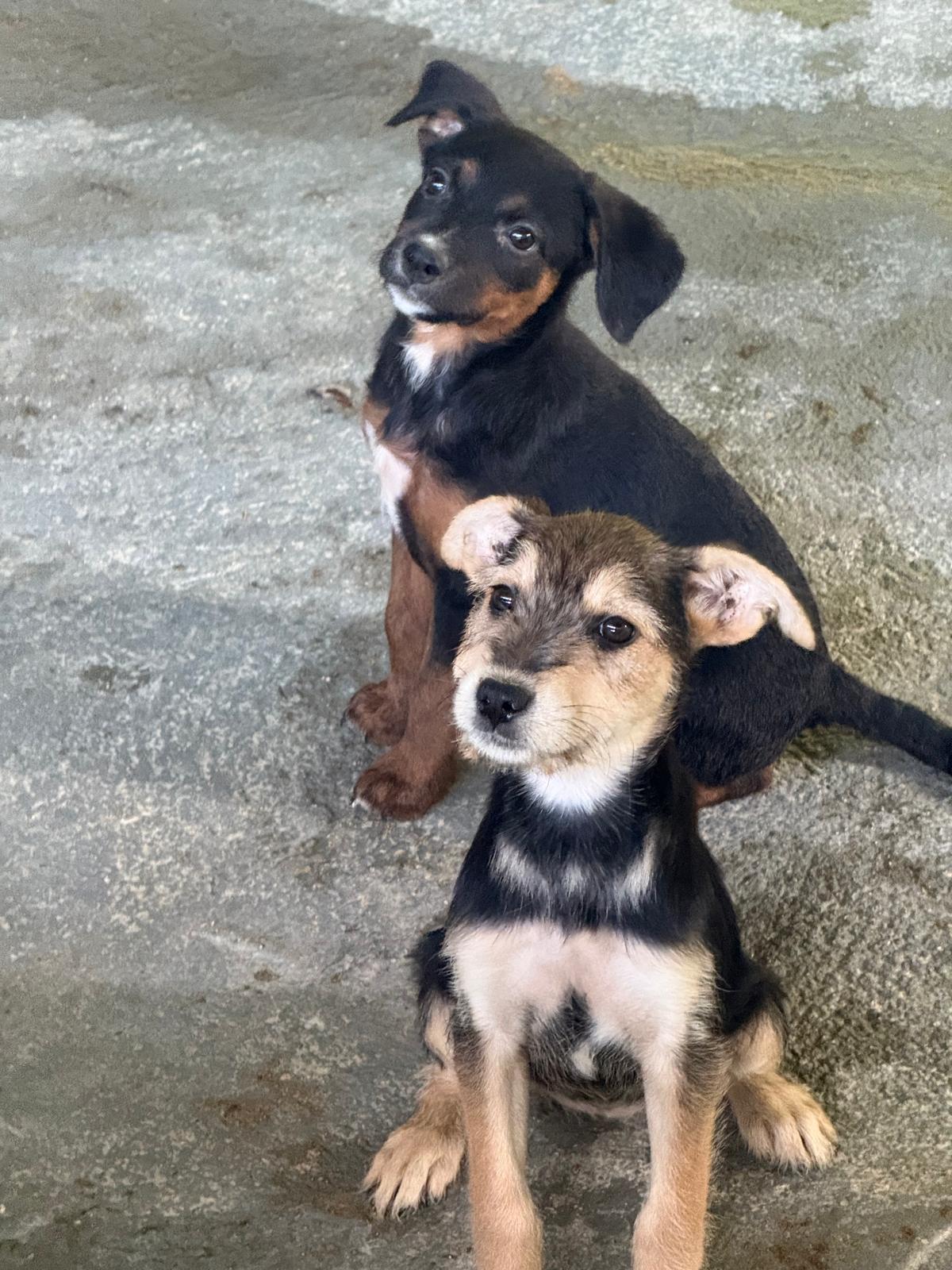 Smooches "kiss! Kiss! Kiss!"