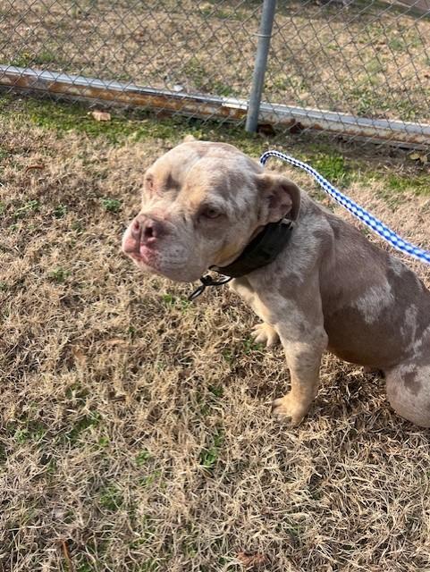 A young medium-sized female Brindle American Bully dog named Emilya for adoption in Rocky Mount, NC