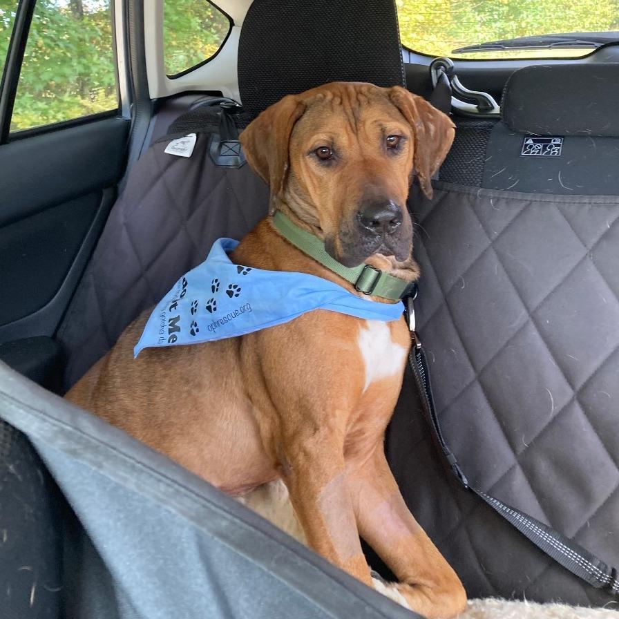 An adult medium-sized female Brown / Chocolate Mixed Breed dog named Fern for adoption in Alexandria, VA