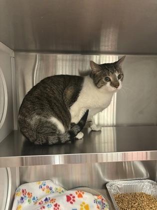 An adult medium-sized male Domestic Short Hair cat named Pepper for adoption in Atlanta, GA