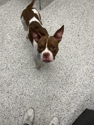 An adult medium-sized female Mixed Breed dog named Storm for adoption in Atlanta, GA