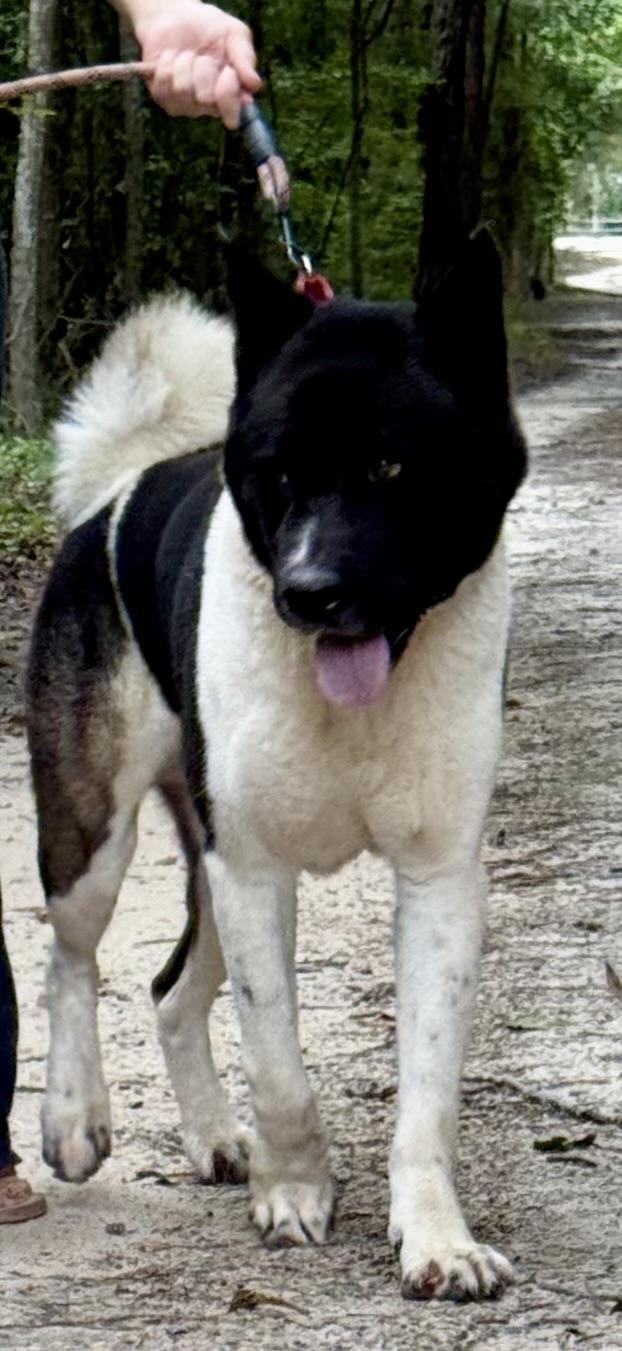 An adult large-sized male Akita dog named Zeke for adoption in Sumter, SC