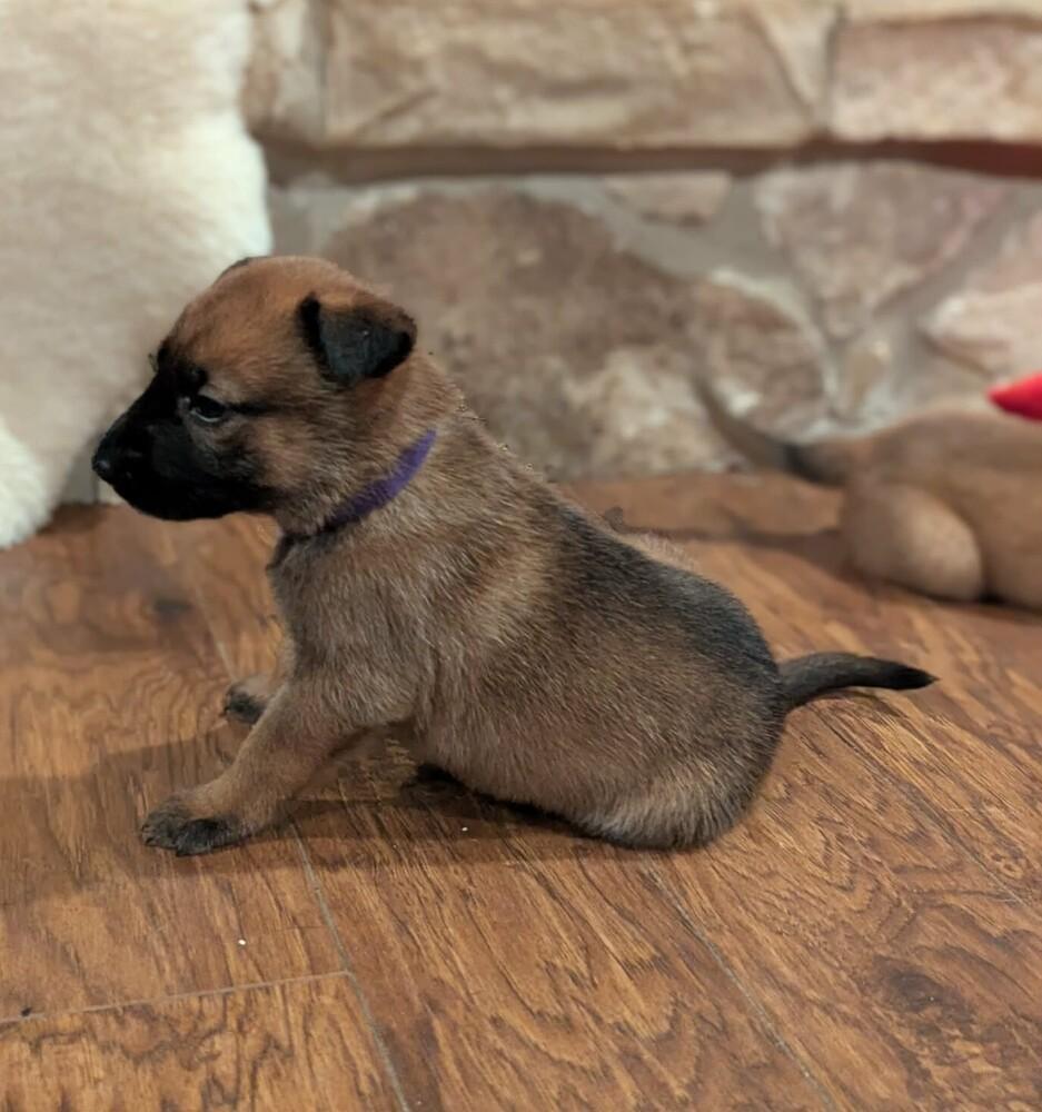 Stormy Skye Litter Polar