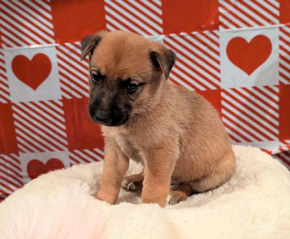 Stormy Skye Litter Polar