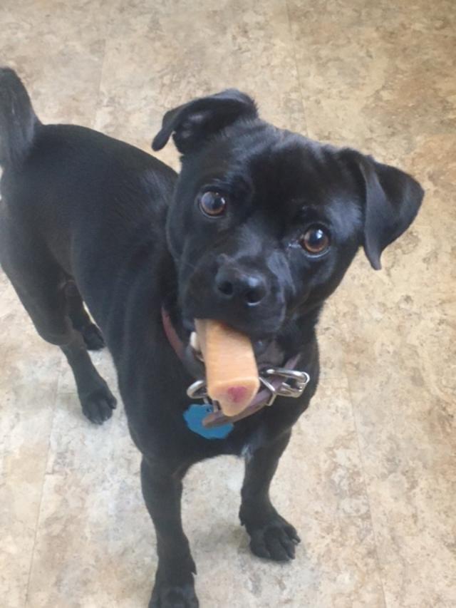 A young small-sized male Black Pug dog named Cappy for adoption in Greensboro, GA