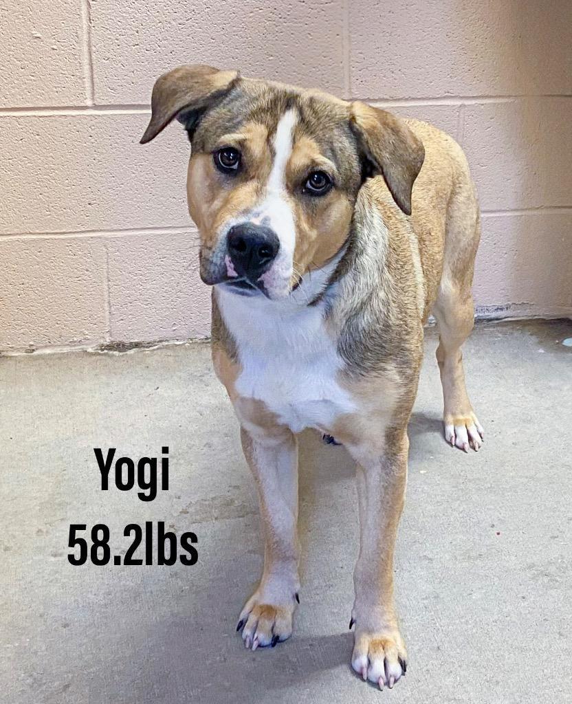 Yogi