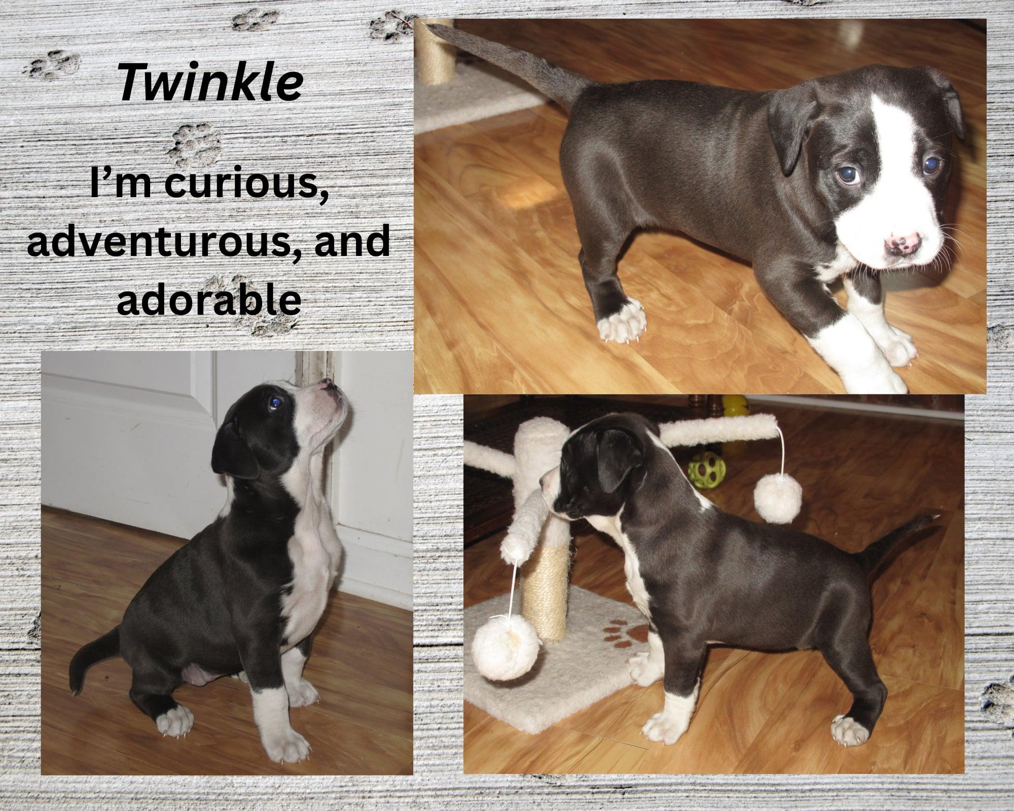 Twinkle