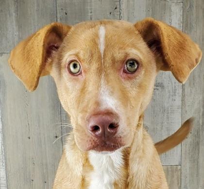 An adult small-sized male Chesapeake Bay Retriever dog named Whimper for adoption in Shreveport, LA