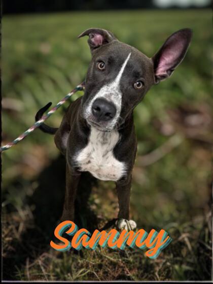 Sammy
