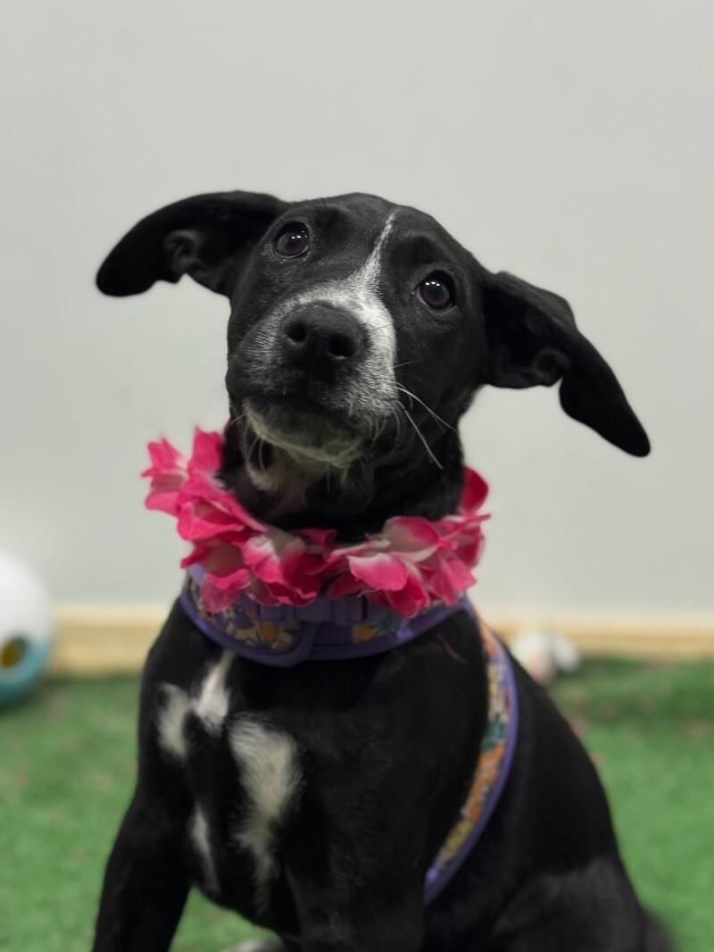 A baby medium-sized female Black Labrador Retriever dog named Roxy Ranger for adoption in Carlsbad, CA