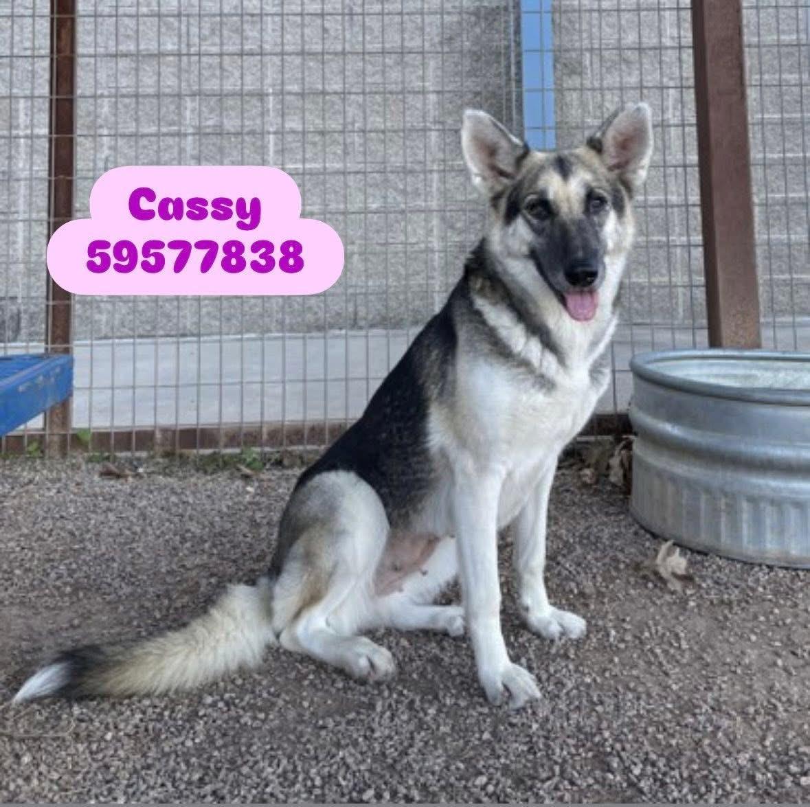 A young large-sized female Tricolor (Brown, Black, & White) German Shepherd Dog dog named Cassidy for adoption in Greeneville , TN