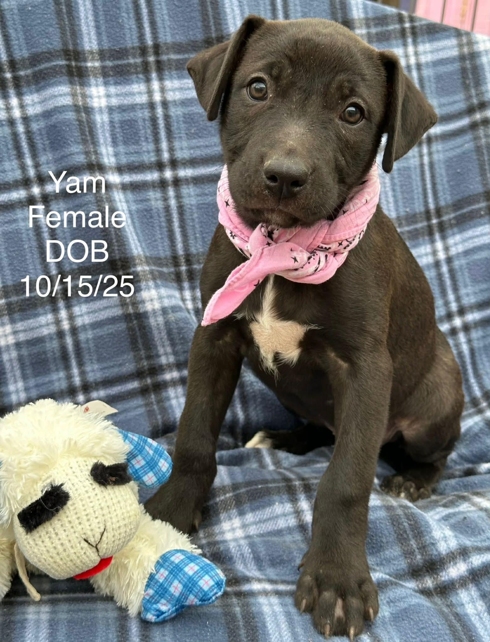 Yam The Pittie Puppy