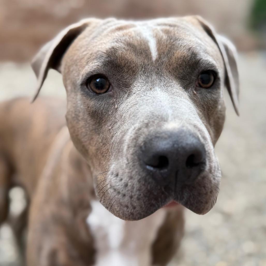 An adult medium-sized male Brindle Mixed Breed dog named Grant for adoption in Grand Rapids, MI