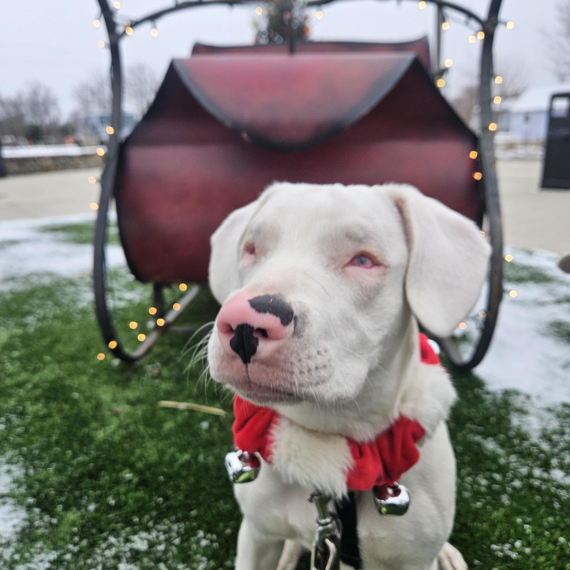 A baby medium-sized female White / Cream Australian Shepherd dog named Wendy for adoption in Fowlerville, MI