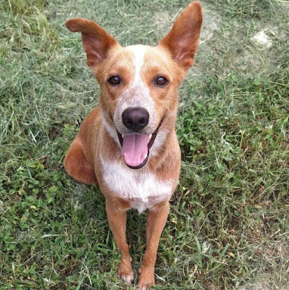 A young medium-sized male Red / Chestnut / Orange Australian Cattle Dog / Blue Heeler dog named Pumpkin for adoption in Dysart, IA