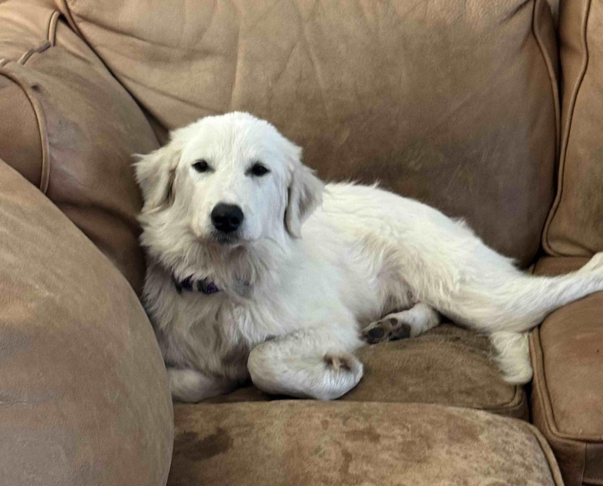 A young large-sized female Great Pyrenees dog named Rumi Dfw for adoption in Quinlan, TX